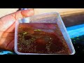 How to Culture Live-food using COW MANURE│WHY DO FISH NEED LIVE FOODS