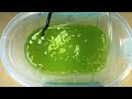 How to grow live microalgae to feed your Sea-Monkeys / Brine Shrimp