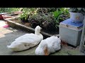 Cute animal videos 😅🤣 The duck is relaxing