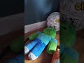 minecraft stuffies explore the world  episode 2