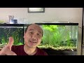 How To Remove Blue Green Algae In Aquarium