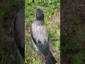 разноглазый слеток серой вороны #birds #сераяворона #nature #природа #птенец #animals
