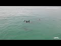 Orcas approaching swimmer FULL VERSION (unedited)