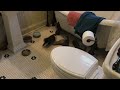 Adorable Kittens Battle it Out in the Bathroom!