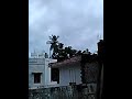 Old Pigeon update valarpu in tamil