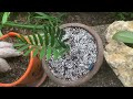Extremely Rare Cycad Unboxing | Plants