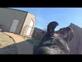 GoPro Dog POV  | Hold on!