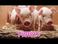 Guess The Farm Animal Sounds For Kids | 4K