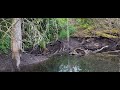 At the upper beaver pond