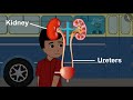 Transportation In Animals And Plants | Part 3/4 | NCERT Class 7 - Science | English Explanation