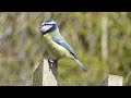 Birds Singing | Relaxing Bird Sounds Heal Stress, Heal The Mind,Anxiety and Depression