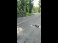 🦥What a Sloth Crossing a Road looks like?