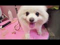 2024 Chó Phốc Sóc Mini 😍 Funny and Cute Pomeranian 😺🐶 | cute animals95