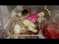 How to incubate chicken eggs #kitchen #incubator #chicks #chickhatching  #eegs