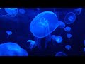 Jellyfish Aquarium ~ Relaxing Music for Sleep, Study, Meditation & Yoga • Screensaver • 3 HOURS