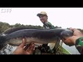 Toman Kalimantan casting ikan toman || lemparan jitu terkena sasaran