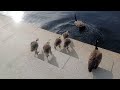 newborn gosselling chicks jumping in Boston harbor