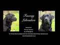 Black Labrador working gundog