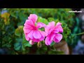 A video tour inside the Garden Tomb in Jerusalem, Israel