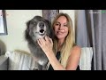 WHY DO WOLVES HOWL? - I explain the different howls & what they mean