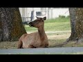 BEAUTIFUL Elk in Yellowstone National Park!