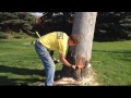 Felling Trees (Bore Cut Method)