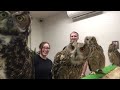 Superb Owls! 🦉| BEST Compilation of Amazing OWLS