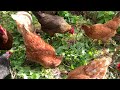 FREE Chicken Food!  'Weeds' are superfoods