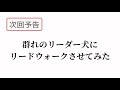 犬の引っ張り癖の治し方① 【柴犬】