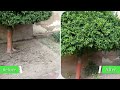 Growing an Urban Forest using Miyawaki method | वृक्ष उगाएं मियावाकी तकनीक से | Vriksh.Org@gmail.com