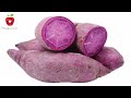 Propagate sweet potatoes this way and plant them in your garden
