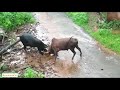 Bull Fight in an Indian village | दो सांडो के बीच हुई खतरनाक लढाई  😱😱
