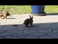 Bunnies Don't Share