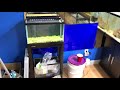 How to Grow Aquarium Carpet from Seeds (Glossostigma)