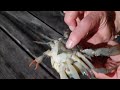 Flyfish for blue crab