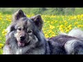 ► Eurasian [2023] breed, history, look, temperament, training, keeping & diseases