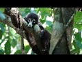 HUGE Tapirs in Corcovado National Park, Costa Rica | Searching for Wildlife #8