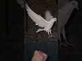 Hand Training 🕊️🔥 #shorts #youtubeshorts #pigeon #kabutar #ytshorts #kabootarbazi #birds