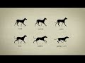 Animal Gaits for Animators (Original Video)