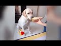 CLASSIC Dog and Cat Videos 🐶😹 1 HOURS of FUNNY Clips 🙀🐱🤠