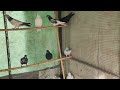 🕊️Kabutaro Ka Best 🏠Breeding Setup Kese Banaye || Birds Companion