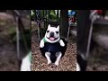 White pug on a swing meme