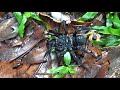 Finding the Malaysian trapdoor spider