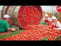 How Tomato Ketchup Is Made In Factory - Processing Factory