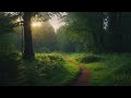 Calming English Woodland at Twilight :: Ambient, ASMR, White Noise, Rain Sounds