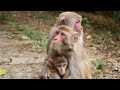 Investigative videography : The mind of a monkey baby kidnapper