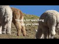 A TASTE OF PERU, ALPACAS, GUINEA PIGS, MOUNTAIN ROADS, RELAXING MUSIC