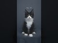 Kitty growing up 🐱📈#furryfritz #catographer #kitten #growingup #cat #mainecoon #tuxedocat
