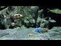 WATCH THIS VIDEO IF YOU LIKE LARGE CICHLIDS IN A LARGE AQUARIUM