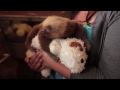 SLOTH MONTAGE! Funny, cute and adorable!